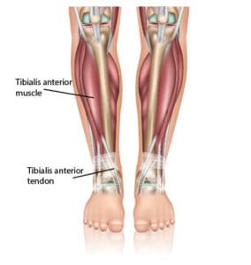 Ankle Diagram